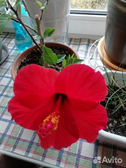 Гибискус, Сансиеверия Ханни, цветы