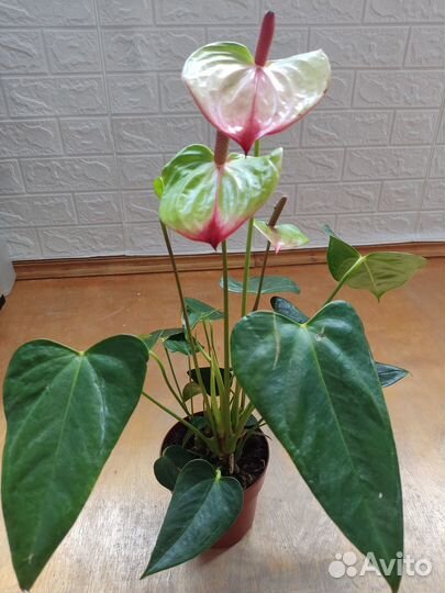 Антуриум Экзота