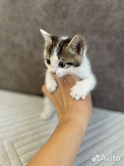 Котята мальчики