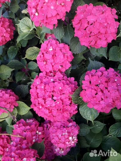 Гортензия белая красная розовая пильчатая букеты