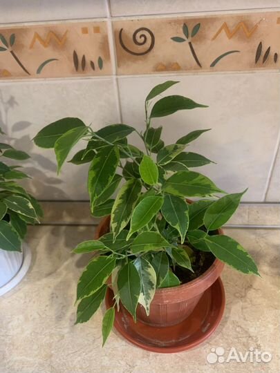 Сортовые фикусы