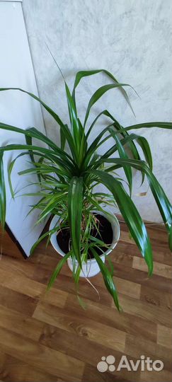 Пальма панданус