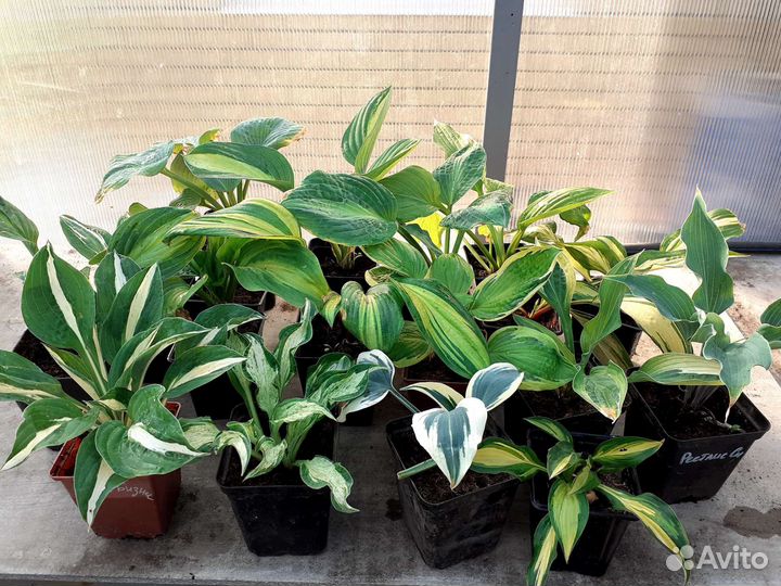 Хосты сортовые