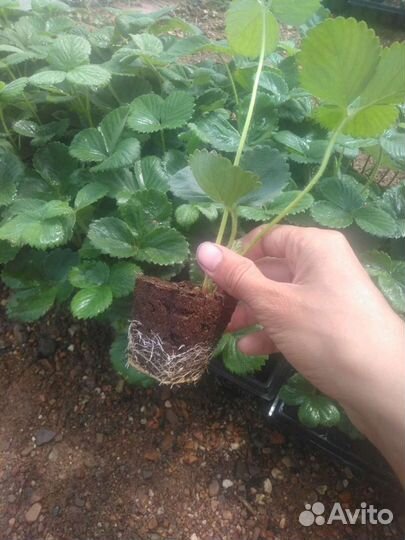 Саженцы клубники. От производителя