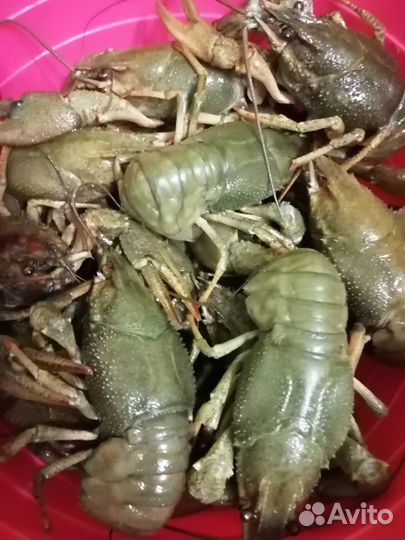 Раки живые и варёные