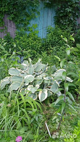 Хоста регал сплендор 85см