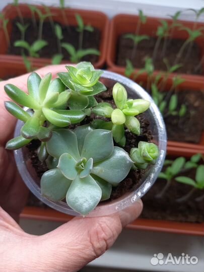 Суккуленты