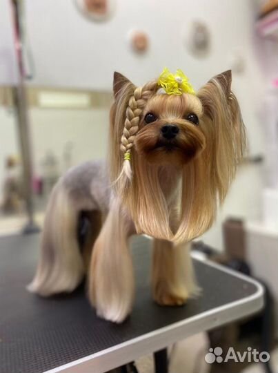 Стрижка собак и кошек - Умка Зооцентр