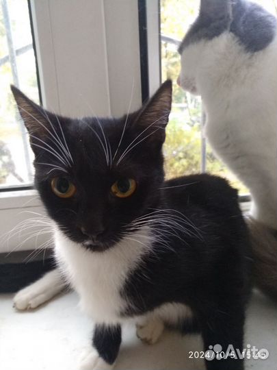 Отдам в добрые руки 5 котят. Давай