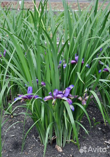 Растения для сада