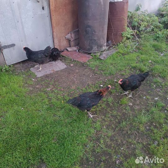 Петух московская черная