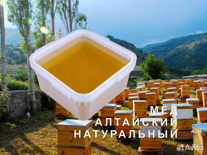 Мед натуральный из Алтая оптом