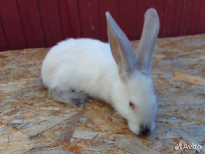 Кролики 2 месяца
