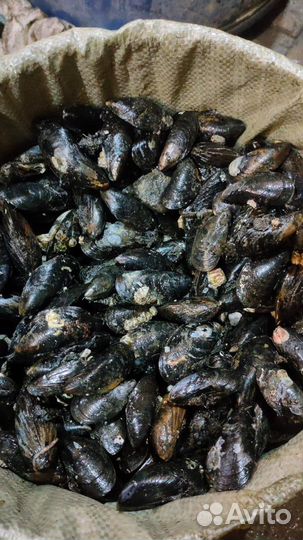 Морской ёж, гребешок, мидии, печень трески