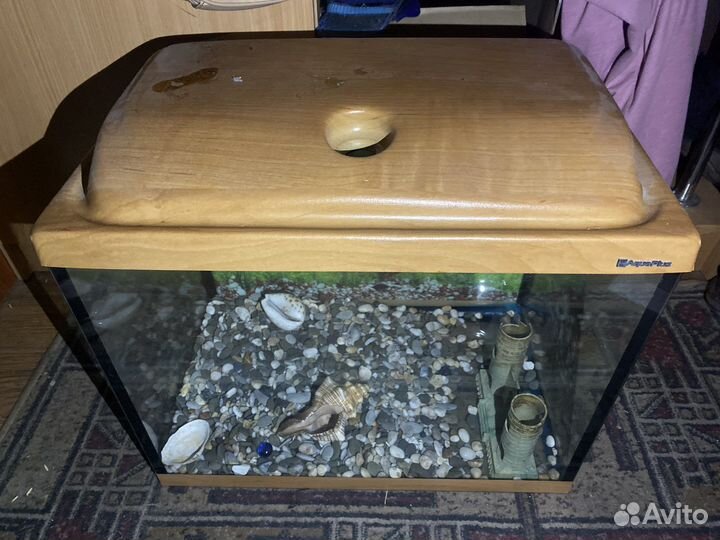 Аквариум с ракушками