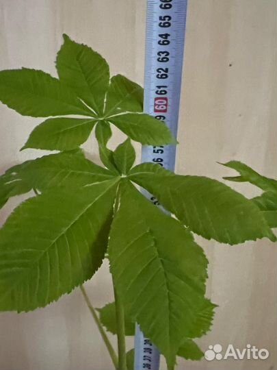 Конский каштан саженцы