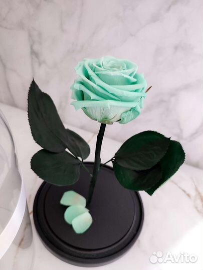 Роза в колбе