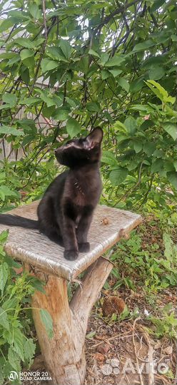 Чёрный котенок