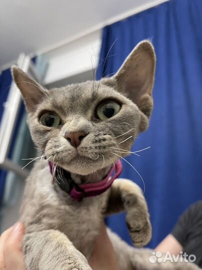 Девон-рекс кошка