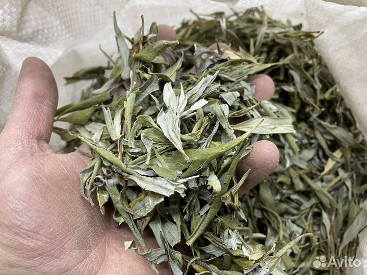 Ива белая листья