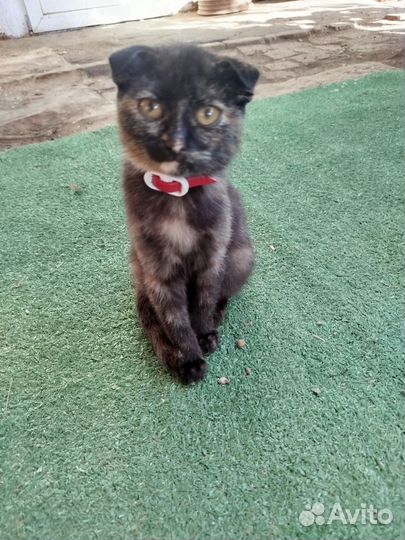 Отдам бесплатно в добрые руки