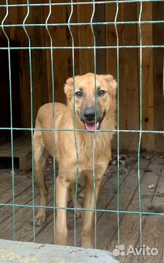 Рыжуля ищет родителей