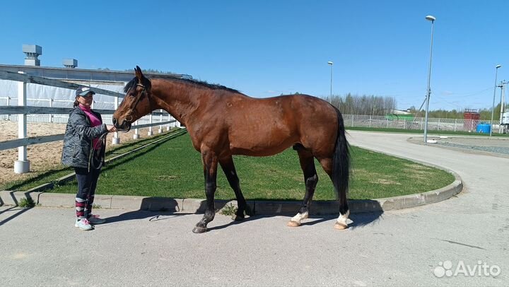 Жеребец Только Продажа