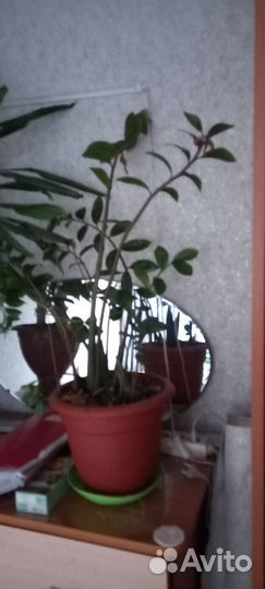 Комнатные растения цветы