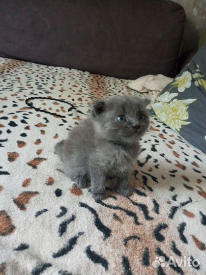 Шатланский вислоухий кошка