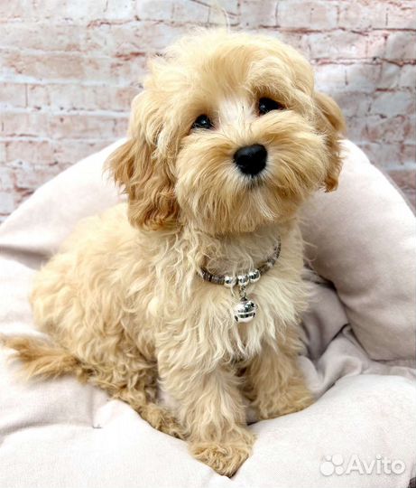 Мальтипу с документами