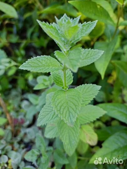 Мята мелиса