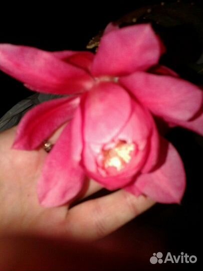 Эпифиллиум