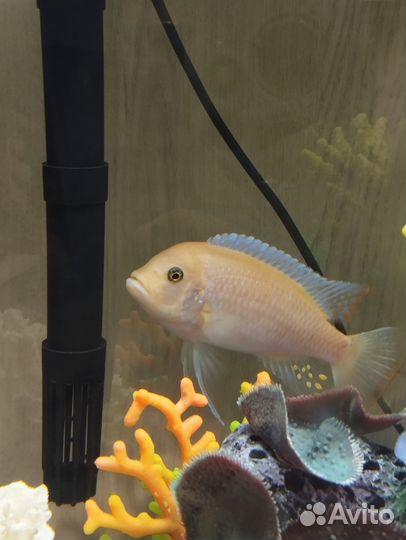 Рыбки Цихлиды зебра красная