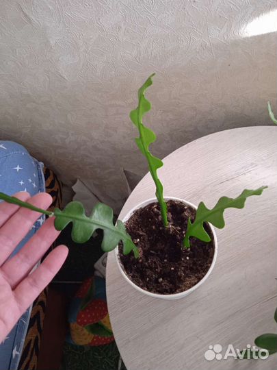 Комнатные растения