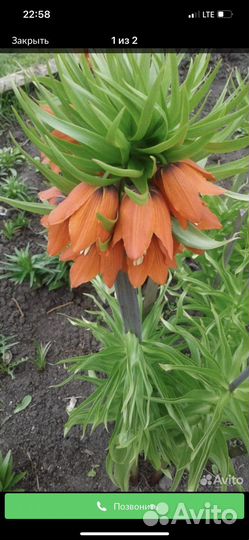 Луковицы рябчика императорского