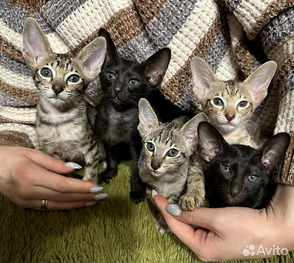 Ориентальные котята