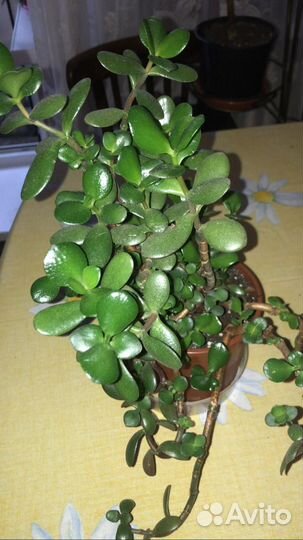 Комнатные цветы бегония, фиалки, герань