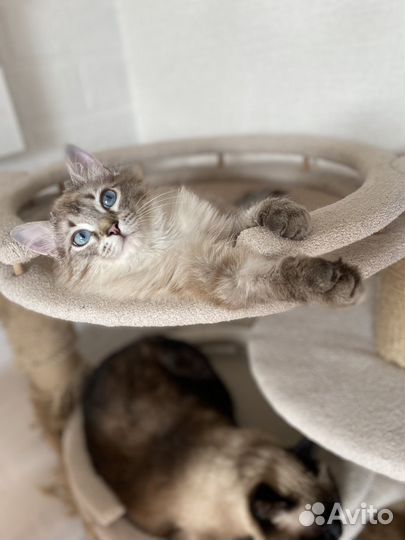 Кошка