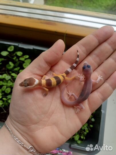 Малыши эублефары