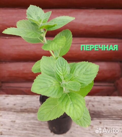 Саженцы мяты