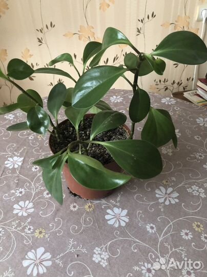 Пеперомия туполистная