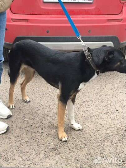 Домашняя собака, 8 мес