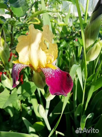 Ирисы продаются или обменяю на другой цвет