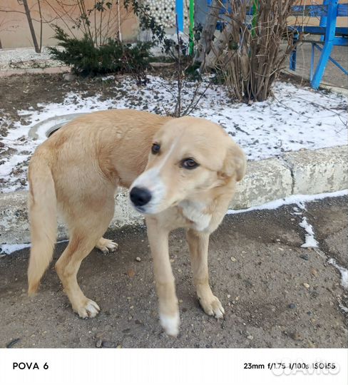 Ласковая собачка-девочка в добрые руки