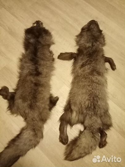 Шкурки чернобурки