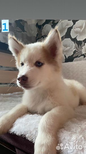 Щенки хаски