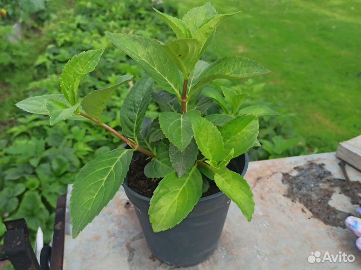 Гортензия ампельная Runaway Bride