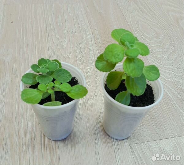 Плектрантус (мята), Алоэ, Каланхоэ лечебное