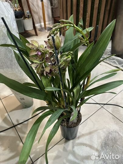 Цимбидиум эксклюзивной расцветки Premium