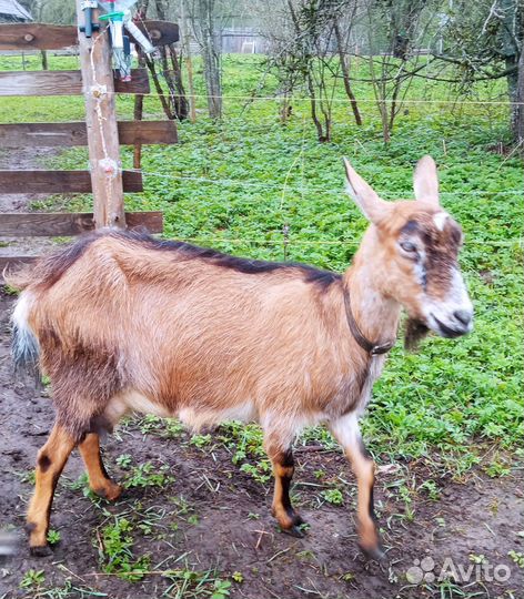 Коза дойная
